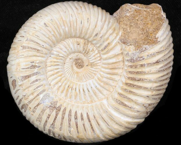 Perisphinctes Ammonite - Jurassic #38025